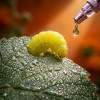 Bio rovarölő
